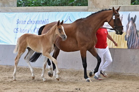 Quintana-M